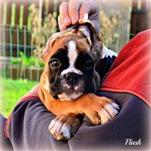 9 weeks
